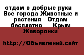 отдам в добрые руки - Все города Животные и растения » Отдам бесплатно   . Крым,Жаворонки